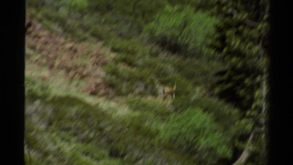 The final 8mm frame shows Lake Tahoe hillside vegetation, rocky earth, and a partial dark pine tree along the right edge.