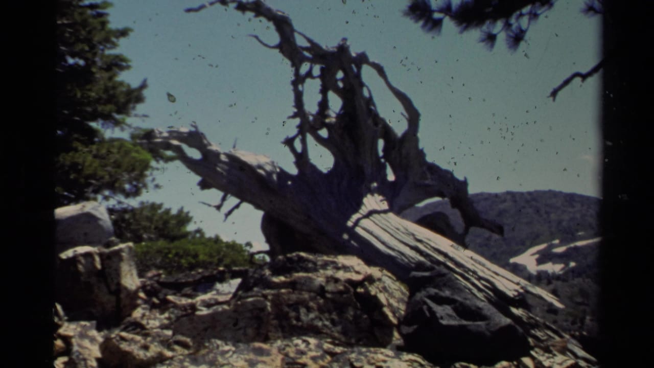 A gnarled dead tree and rocks fill the frame, with mountain slopes visible in the Lake Tahoe background.