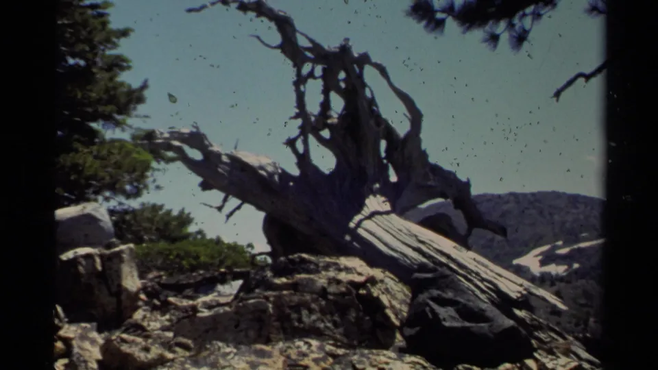 A gnarled dead tree and rocks fill the frame, with mountain slopes visible in the Lake Tahoe background.