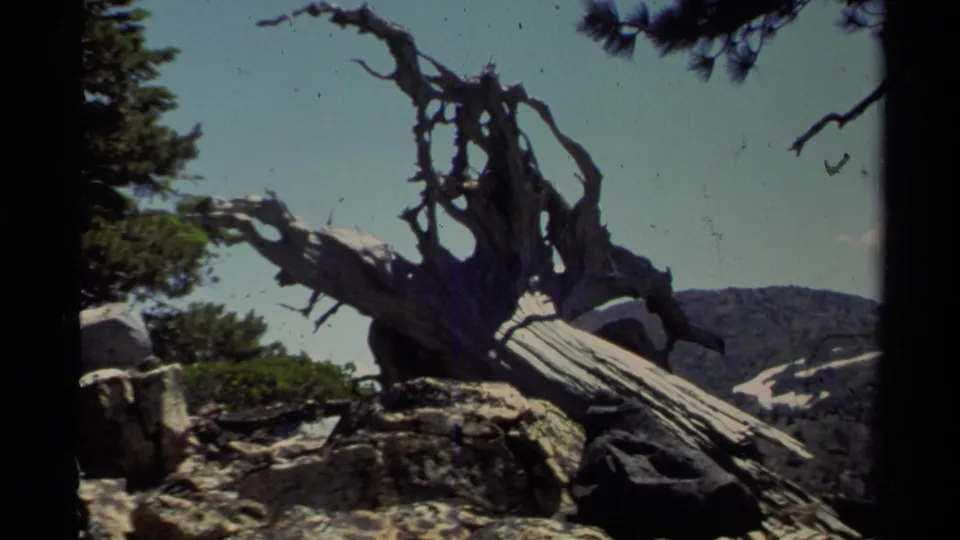 1978 Lake Tahoe frame of a weathered tree trunk set against rocky ground, pine branches, and distant ridges.