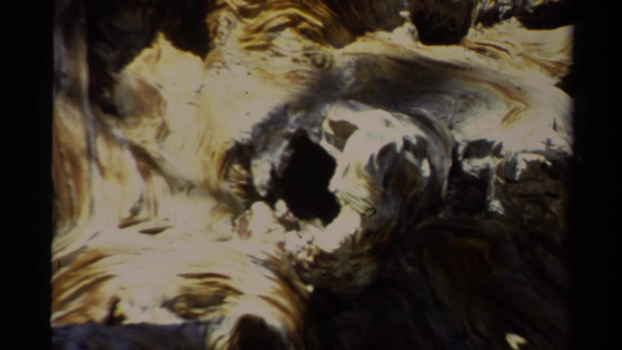 1978 Lake Tahoe home-movie frame showing a close, overexposed view of a gnarled tree trunk with hollow knots and weathered wood grain.