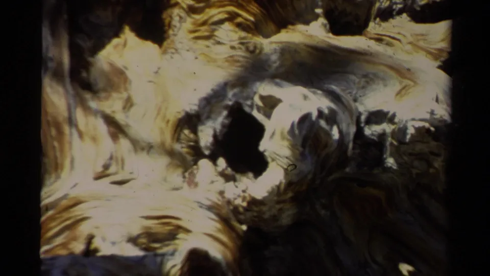 1978 Lake Tahoe home-movie frame showing a close, overexposed view of a gnarled tree trunk with hollow knots and weathered wood grain.