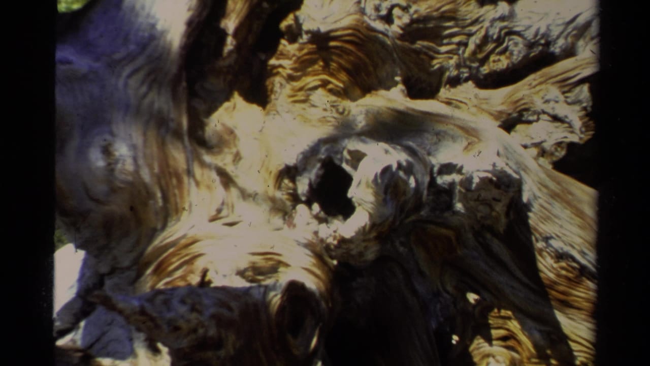 1978 Lake Tahoe frame with the camera still close to the weathered trunk, showing twisted wood grain, holes, and dark shaded crevices.