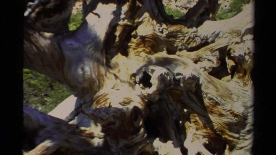 1978 Lake Tahoe home-movie frame pulling back to show more of the gnarled tree form, with grass and shaded woodland around it.