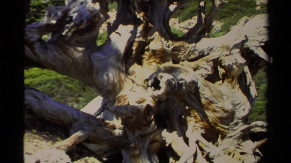 1978 Lake Tahoe frame showing the full twisted tree section in a wider composition, with green ground cover and surrounding natural shade.