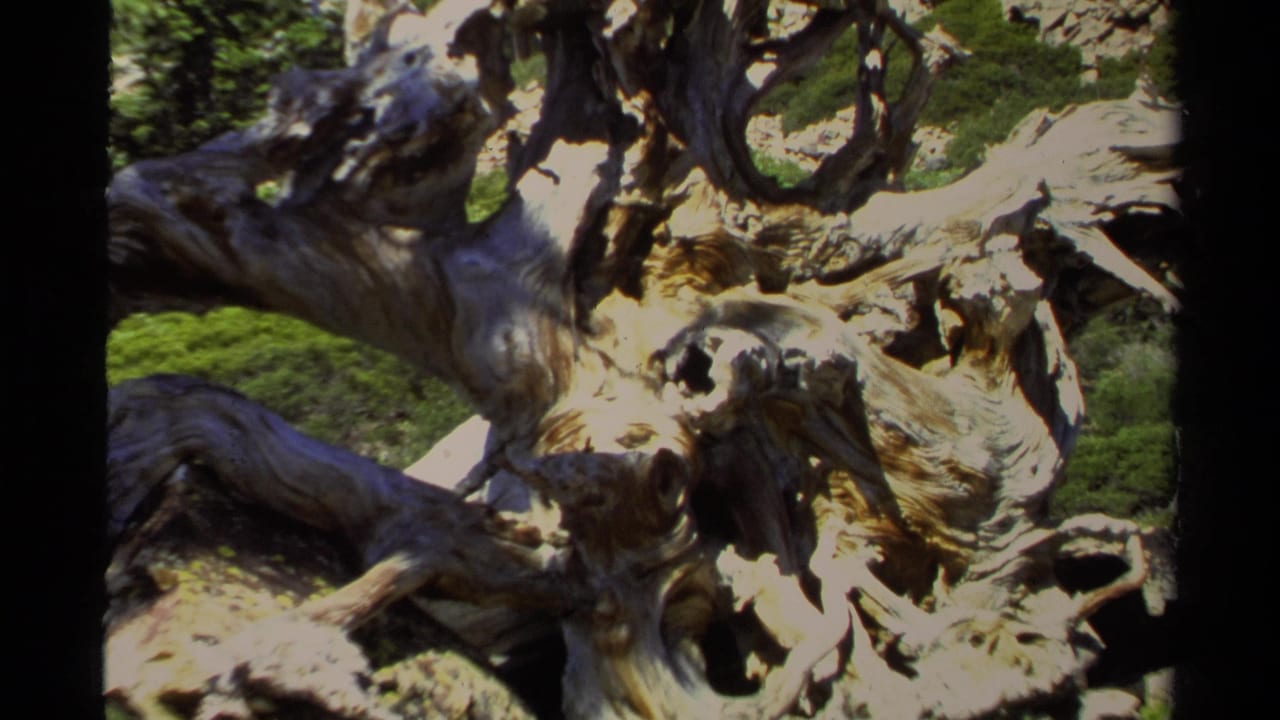 Twisted weathered tree trunk in a sunlit forest setting.