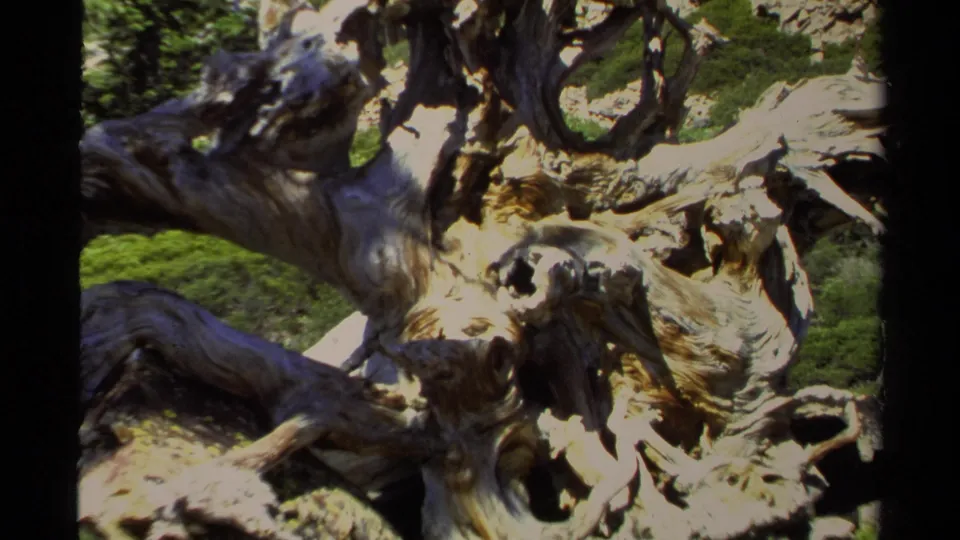 1978 Lake Tahoe 8mm frame showing a gnarled, weathered tree trunk among forest greenery and rocky ground.