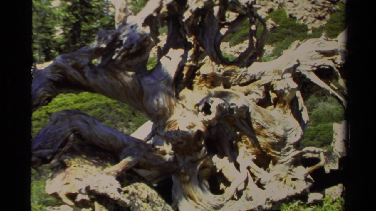 1978 Lake Tahoe 8mm frame with weathered wood forms, deep shadows, and evergreen forest detail in the background.