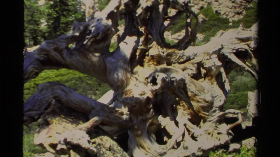 1978 Lake Tahoe 8mm frame with weathered wood forms, deep shadows, and evergreen forest detail in the background.