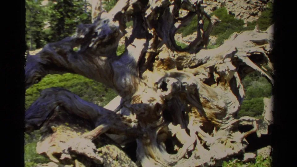1978 Lake Tahoe 8mm frame holding on the twisted tree trunk, with sunlit wood and surrounding mountain vegetation.