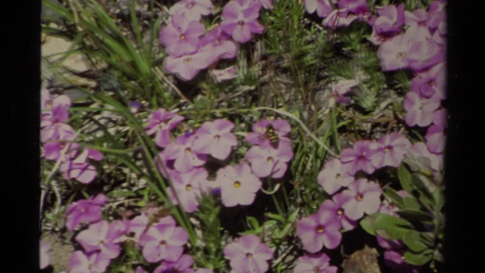 1978 Lake Tahoe 8mm frame showing purple wildflowers, grass stems, and a bee visiting a blossom near the ground.