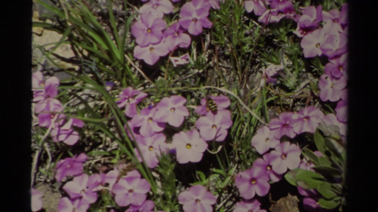 Purple wildflowers with pale centers grow among grass and stones in Lake Tahoe archival 8mm footage from 1978.