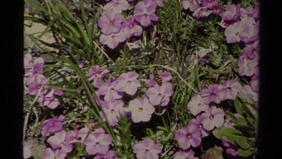 Purple wildflowers with pale centers grow among grass and stones in Lake Tahoe archival 8mm footage from 1978.