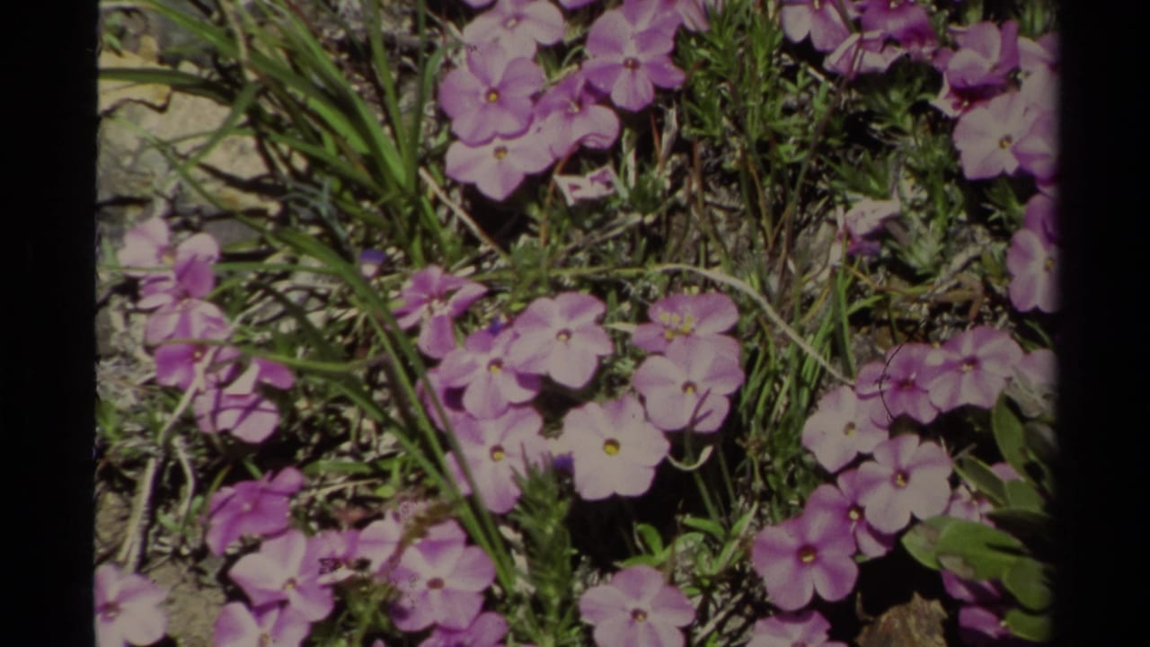 A close-up of purple wildflowers, green grass, and rocky ground in 1978 Lake Tahoe home-movie footage.