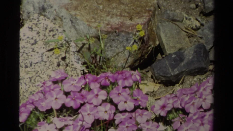 Purple wildflowers edge sandy soil with stones and small yellow blooms in Lake Tahoe 8mm footage from 1978.