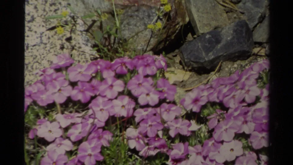 Purple wildflowers spread across the lower frame with rocks, grass, and sandy soil behind them in 1978 Lake Tahoe footage.