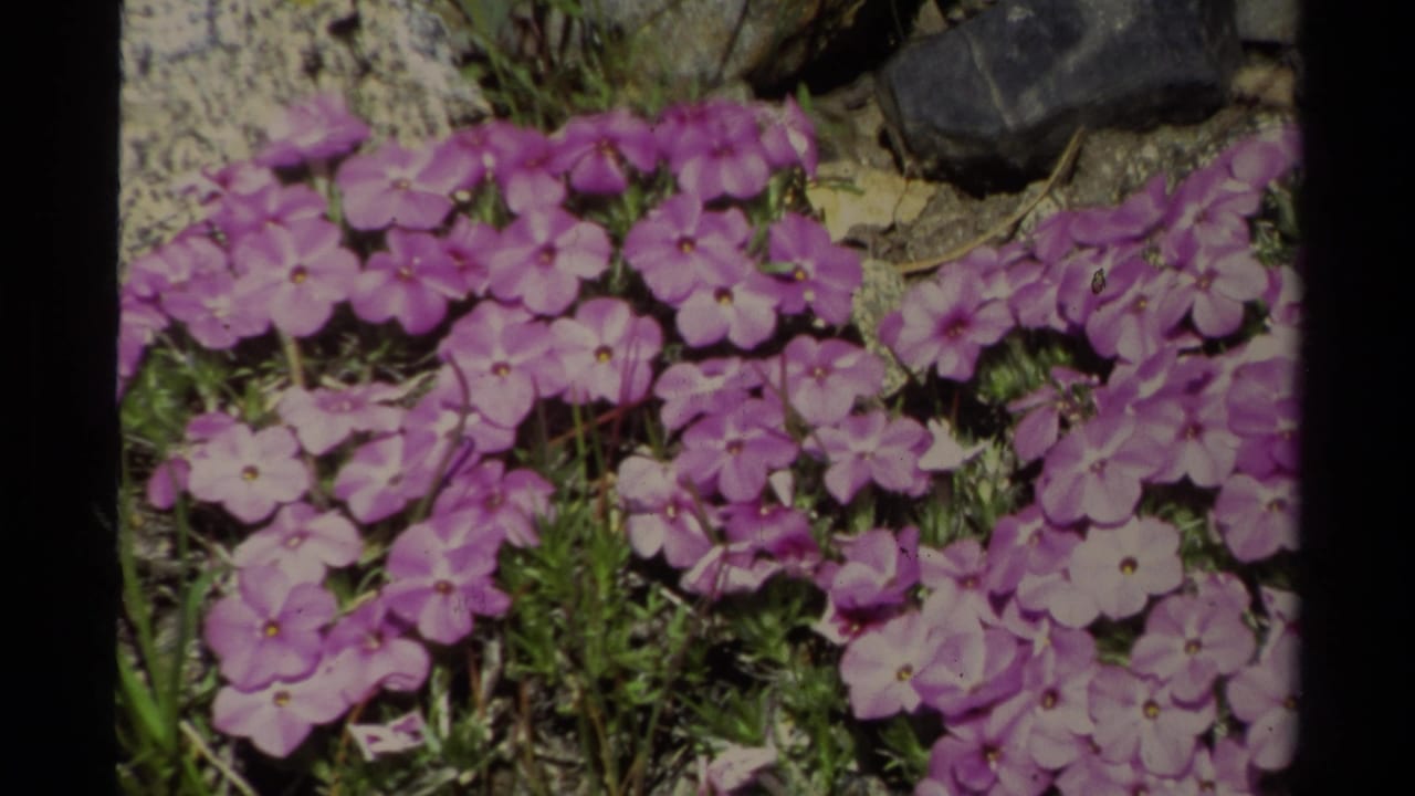 Close 8mm view of purple flowers and rocky ground in the Lake Tahoe nature footage from 1978.