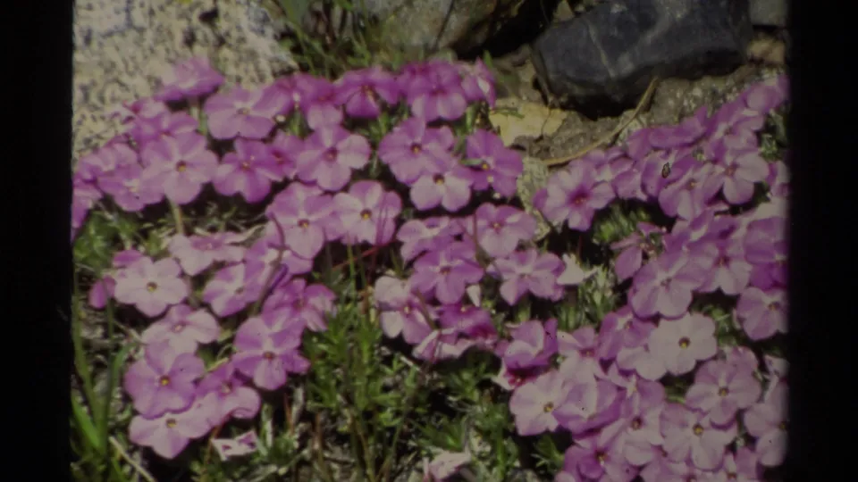 Close 8mm view of purple flowers and rocky ground in the Lake Tahoe nature footage from 1978.