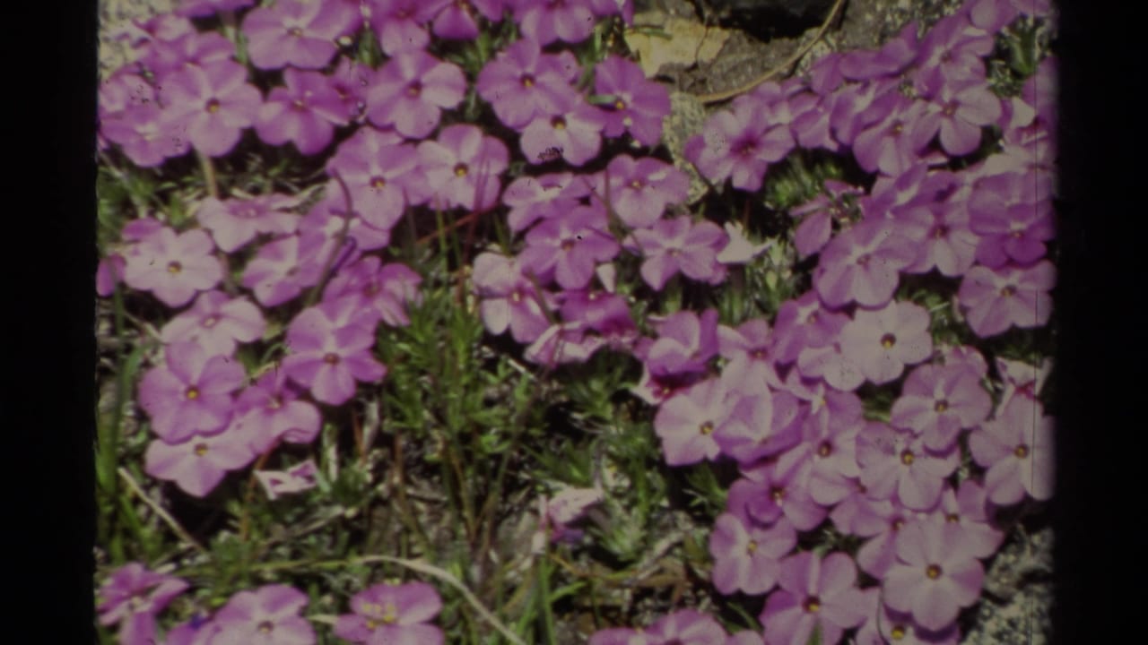 Close view of purple flowers growing near rocks, consistent with the 1978 Lake Tahoe home-movie clip.