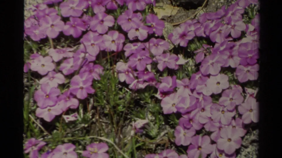 Close view of purple flowers growing near rocks, consistent with the 1978 Lake Tahoe home-movie clip.
