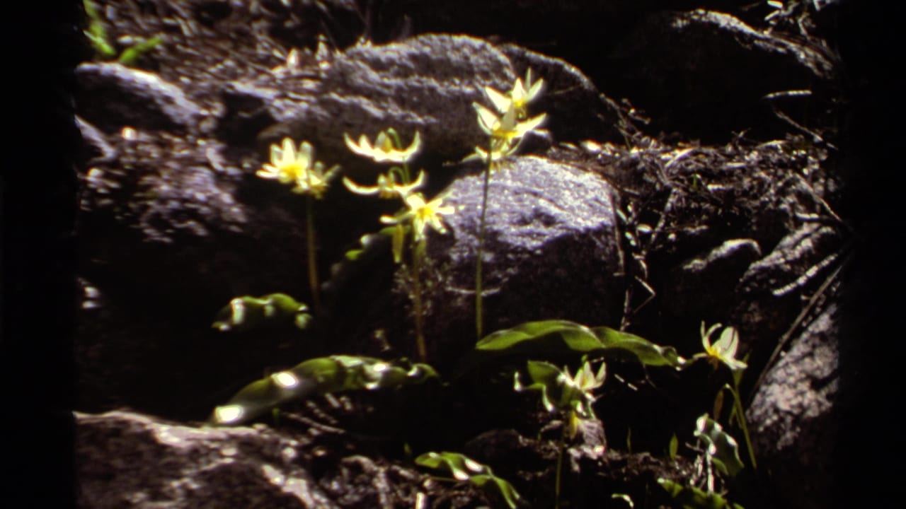 1978 Lake Tahoe 8mm frame of yellow wildflowers and green leaves among dark rocks near moving water.