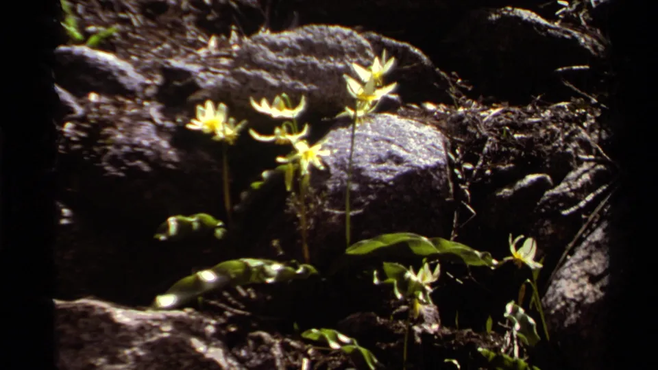 1978 Lake Tahoe 8mm frame of yellow wildflowers and green leaves among dark rocks near moving water.