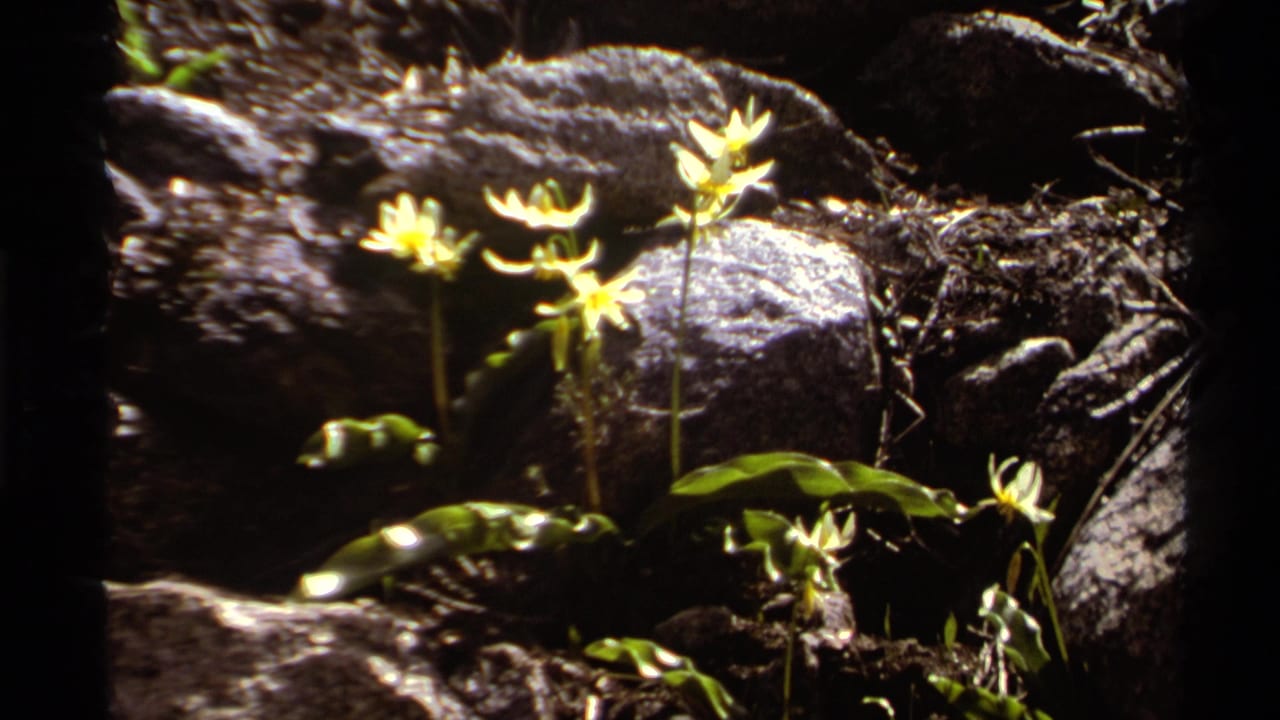 1978 Lake Tahoe 8mm frame showing pale wildflowers and green leaves against shaded, textured rocks.