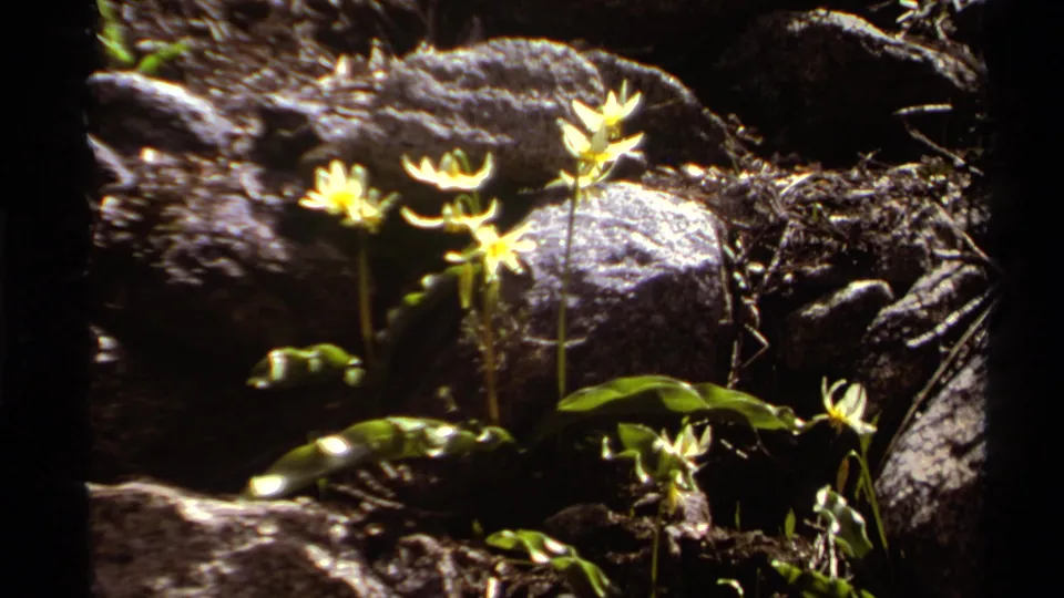 1978 Lake Tahoe 8mm frame showing pale wildflowers and green leaves against shaded, textured rocks.