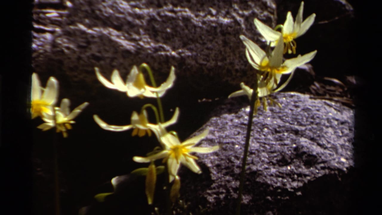 1978 Lake Tahoe 8mm close-up of pale flowers on slender stems, with a dark rock face behind them.