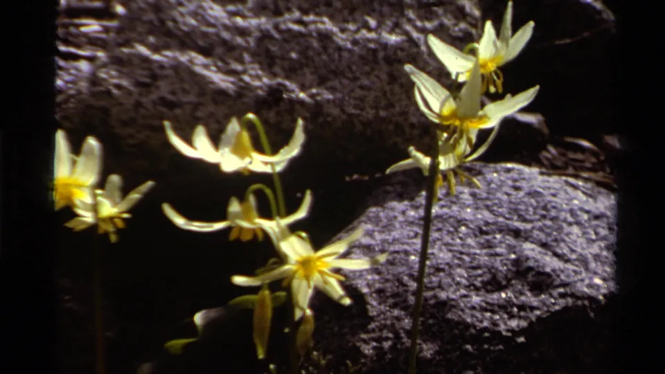 1978 Lake Tahoe 8mm frame showing pale wildflowers near textured rocks, with strong shadow and soft film grain.