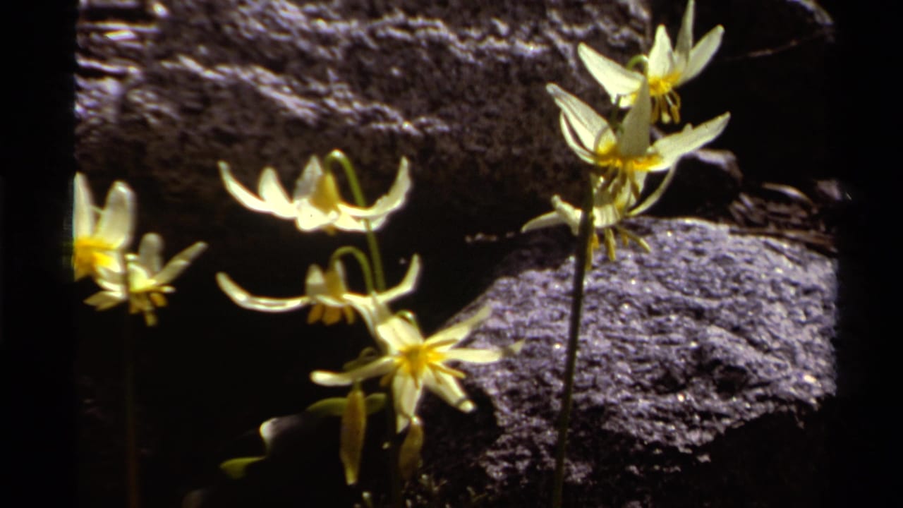 Yellow daffodils blooming beside dark rocks in bright sunlight.