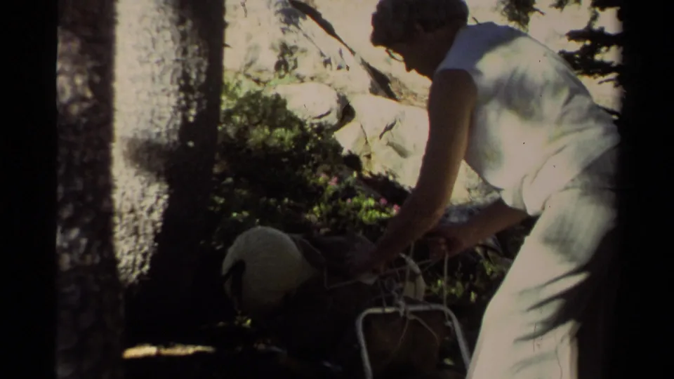Close handheld view of a camper handling a metal pack frame beside pine trunks and rocks at Lake Tahoe.