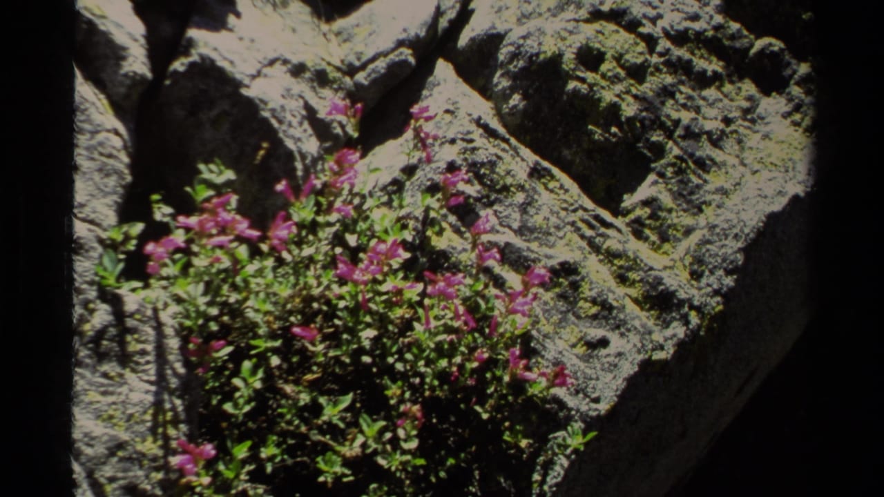 Pink wildflowers grow among rough sunlit rocks.