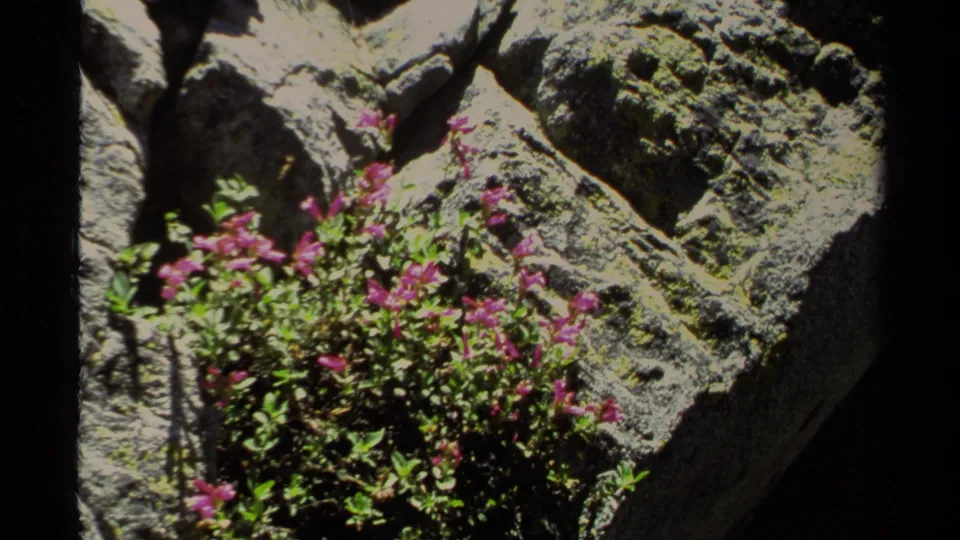 Lake Tahoe 8mm frame with a soft close-up of pink flowers, leafy stems, and textured rock surfaces.