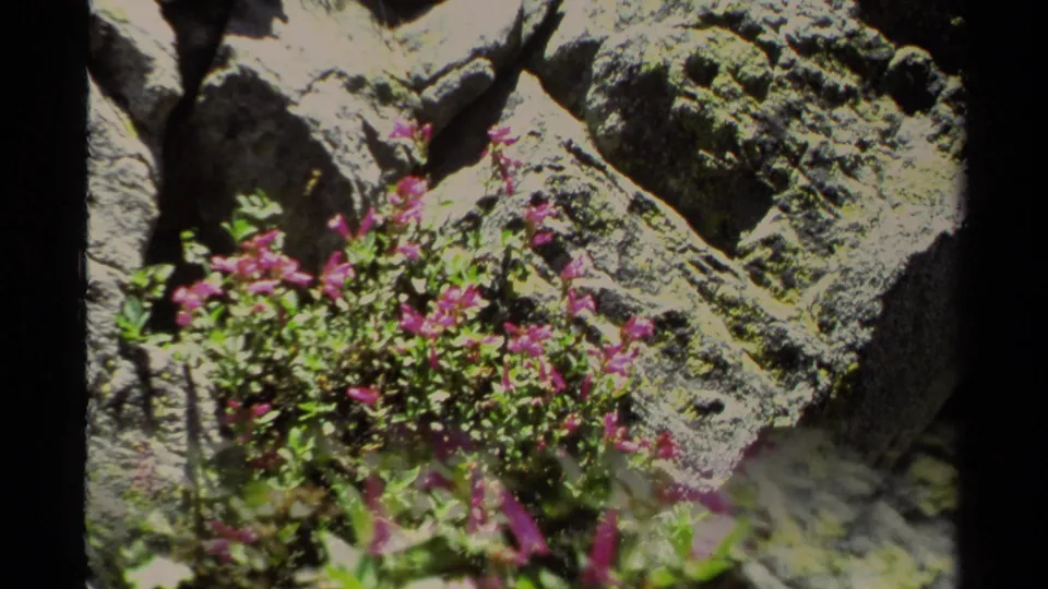 Soft final frame from the 1978 Lake Tahoe clip, showing pink wildflowers and green leaves near sunlit rocks.