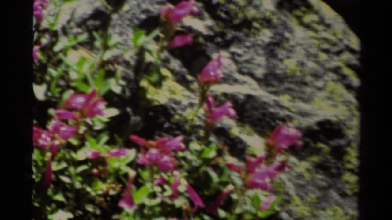 Pink wildflowers and green leaves growing beside gray rocks.