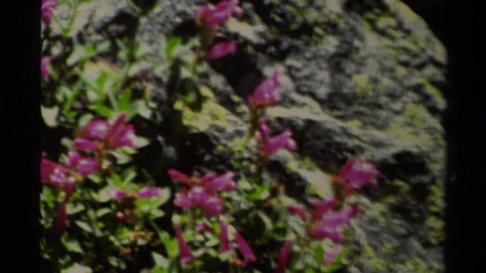 Close Lake Tahoe 8mm frame of pink blossoms, green foliage and rugged stone, with home-movie softness.