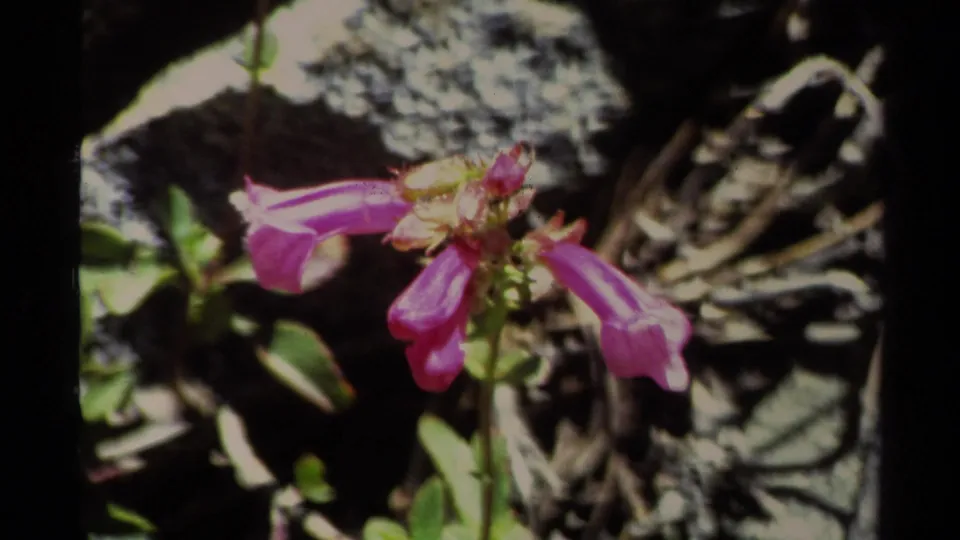 1978 Lake Tahoe close-up of a pink wildflower stem set against rocks, leaves and dry twigs.