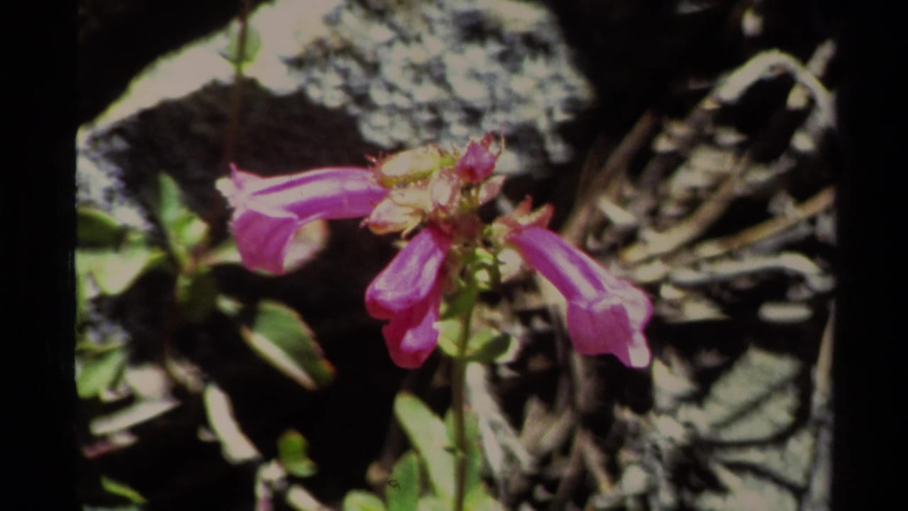 Purple flower in close-up with rocks and foliage behind it.