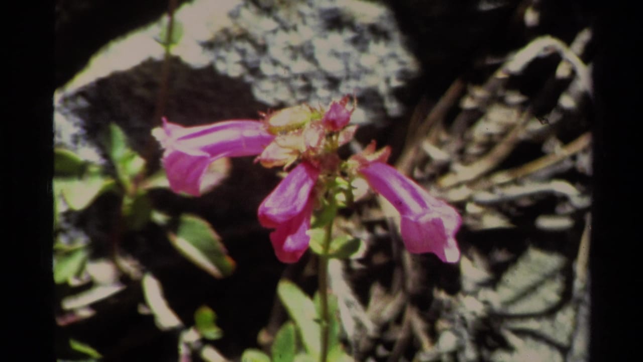A purple wildflower fills the foreground, with rocks, foliage, and sun-dappled ground behind it in the 1978 Lake Tahoe footage.