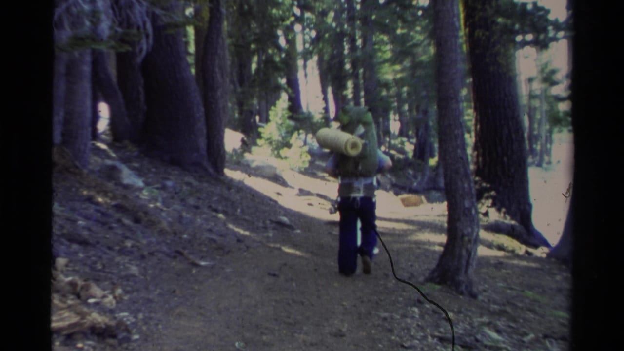 Hiker seen from behind carrying a large pack through a pine forest.