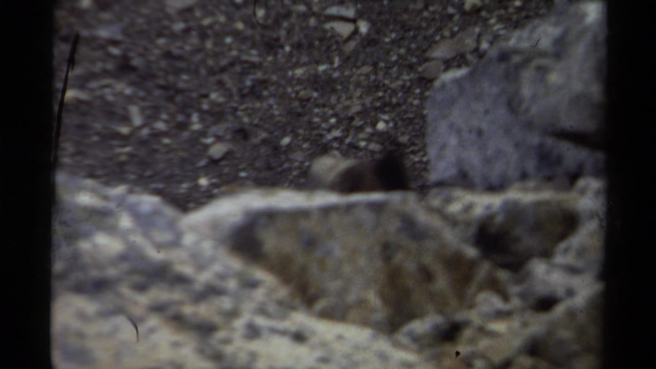 A small dark animal appears among rocks and gravel in 1979 British Columbia 8mm mountain wildlife footage.