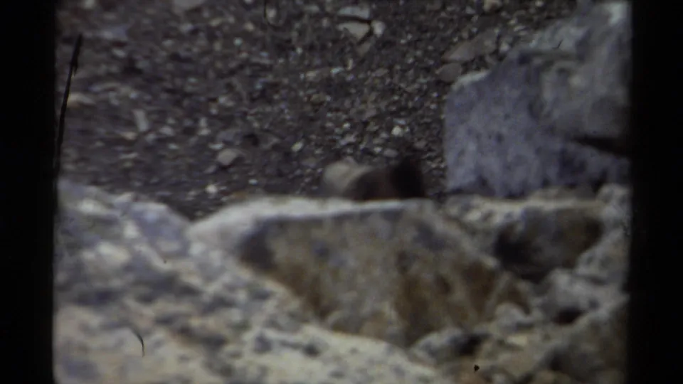 A small dark animal appears among rocks and gravel in 1979 British Columbia 8mm mountain wildlife footage.
