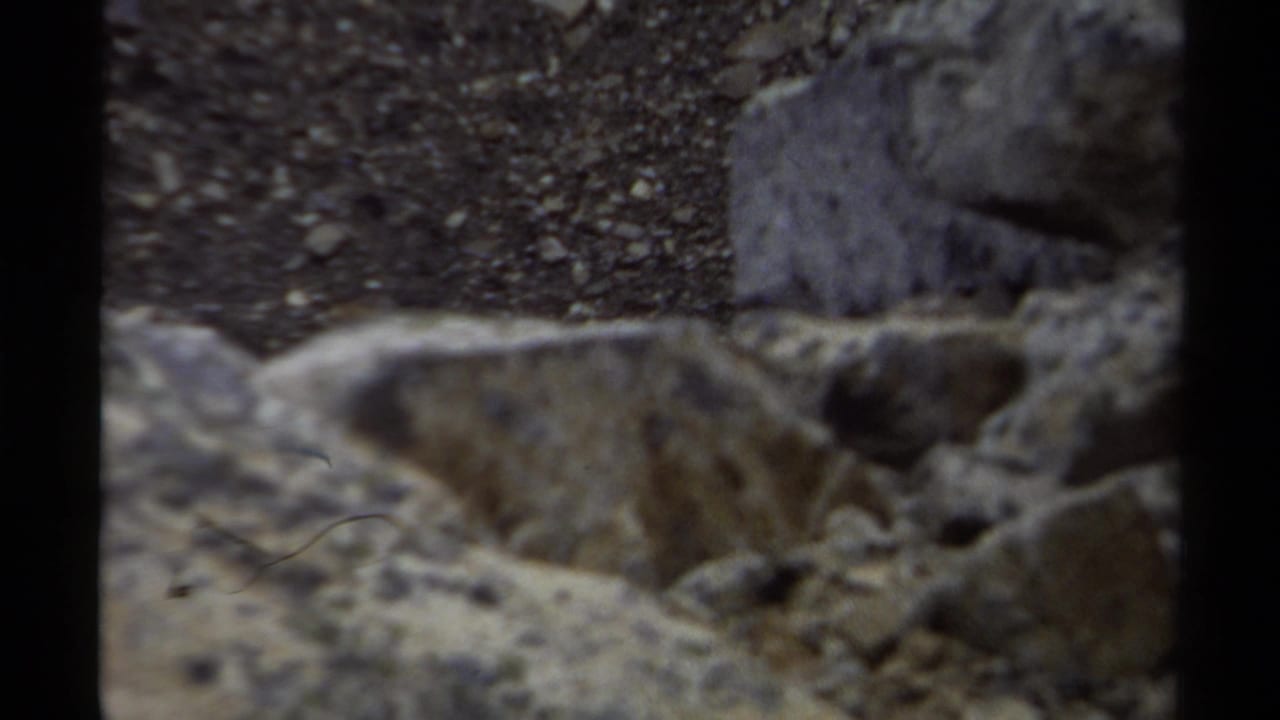 The small animal remains partly visible amid boulders and gravel in the British Columbia mountain setting.
