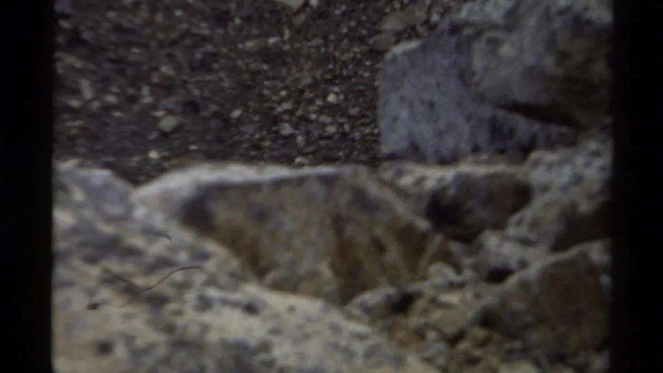 The small animal remains partly visible amid boulders and gravel in the British Columbia mountain setting.