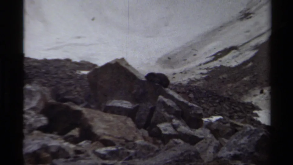 The small dark animal is seen near foreground rocks with snow and a pale mountain slope behind it in archival 8mm footage.