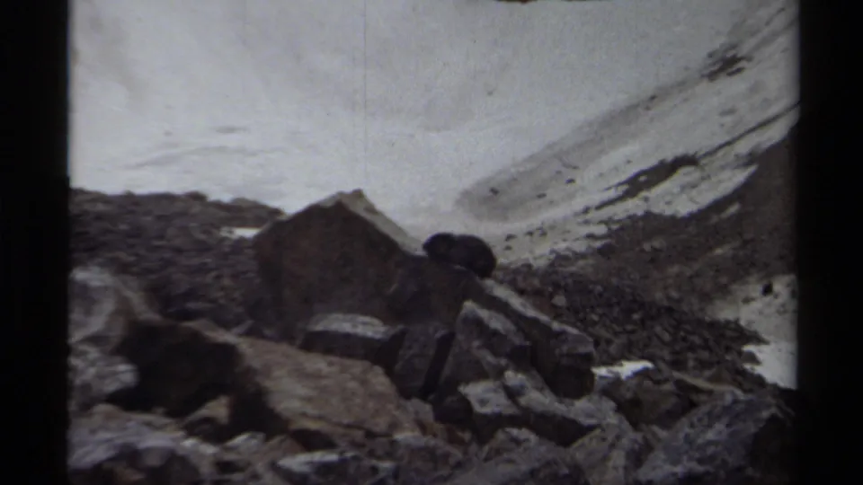 A marmot-like animal sits among boulders on a British Columbia alpine slope in 1979, with snow and dark rock behind it.