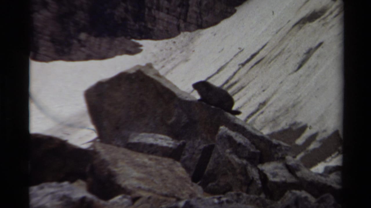 The small rodent appears near a large boulder on a rocky British Columbia mountain slope, with snow filling the background.