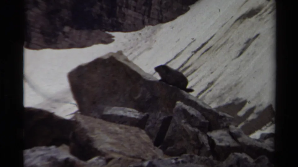 The small rodent appears near a large boulder on a rocky British Columbia mountain slope, with snow filling the background.