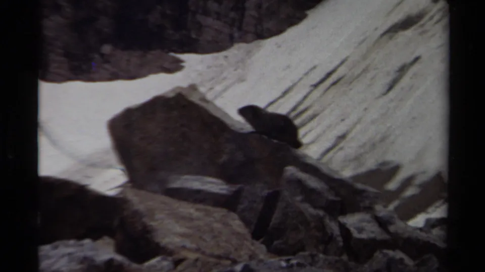 A marmot-like animal moves over foreground rocks in the 1979 British Columbia alpine scene, framed by snow and dark stone.